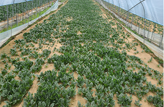 There is no registered farming information.